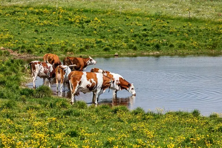Il progetto Agricammini